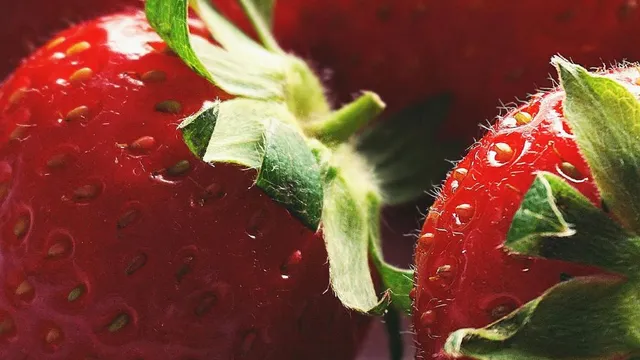 Erdbeeren gehören zu den Produkten, die in den Gewächshäusern von SymBiotic Green Technologies angebaut werden können.