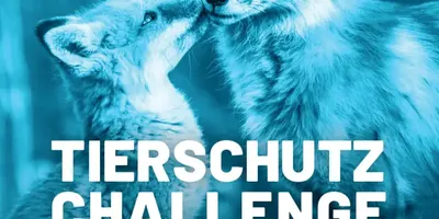 Zwei Füchse, ein Junges und ein Erwachsener, berühren sich liebevoll die Nasen. Text: 'Tierschutz Challenge 2025. Mach dich stark für Tiere – mit deiner kreativen Gründungsidee!' Logos von StartMiUp und Bastet Stiftung Hamburg.