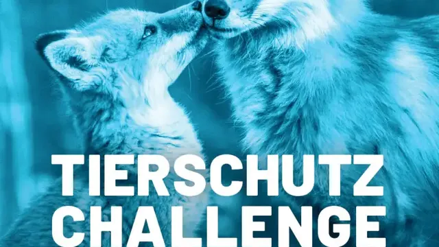Zwei Füchse, ein Junges und ein Erwachsener, berühren sich liebevoll die Nasen. Text: 'Tierschutz Challenge 2025. Mach dich stark für Tiere – mit deiner kreativen Gründungsidee!' Logos von StartMiUp und Bastet Stiftung Hamburg.