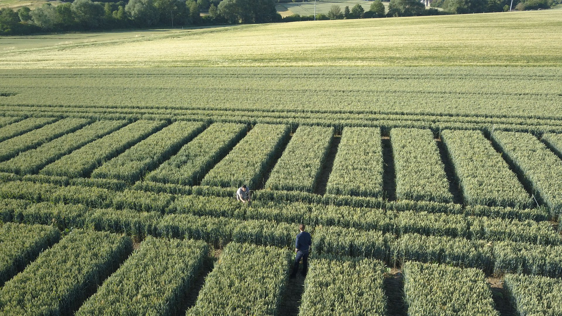 Ein Versuchsfeld vom OmniCult. Bild: OmniCult Farmconcept